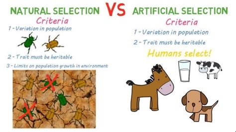 Natural Selection vs. Artificial Selection