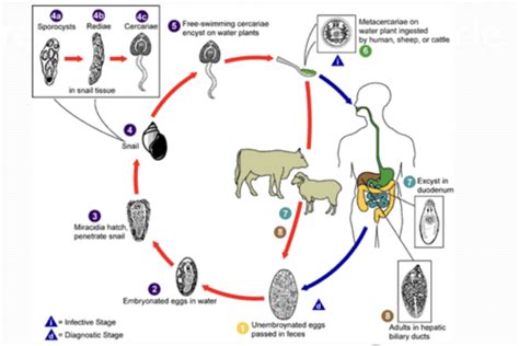 Trematoda Flashcards | Quizlet