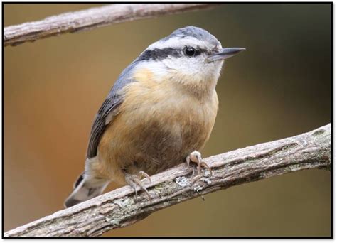 Red-breasted Nuthatch, A Predicted Winter Visitor