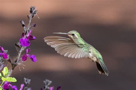 Broad Billed Hummingbird Female Back Yard Tucson Vaughn Morrison