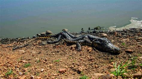 Incendios Ponen En Peligro Flora Y Fauna En Pantanal Brasile O Cuba