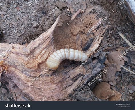 245 Wood Boring Beetle Larvae Images, Stock Photos, 3D objects ...