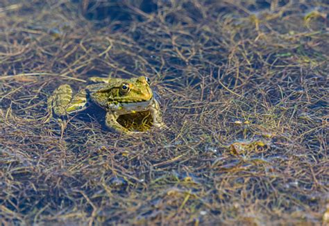 Katak Duduk Di Rerumputan Kolam Dan Menatap Kamera Foto Stok Unduh