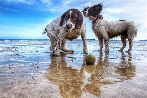 Dog-friendly beaches in Florida | FloridaRambler.com