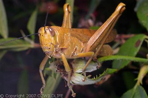 Hedge Grasshopper | Australia Survival