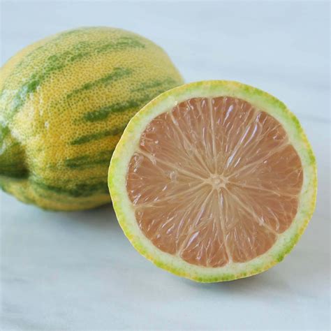 Variegated Pink Lemon Tree - PlantsExpress.com