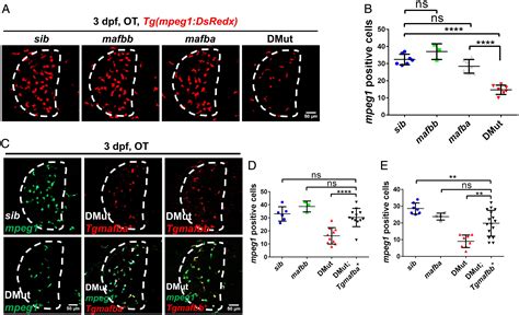 Mafba And Mafbb Regulate Microglial Colonization Of Zebrafish Brain Via