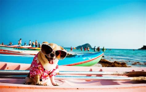 Dog Tropical Island Royalty-Free Images, Stock Photos & Pictures ...