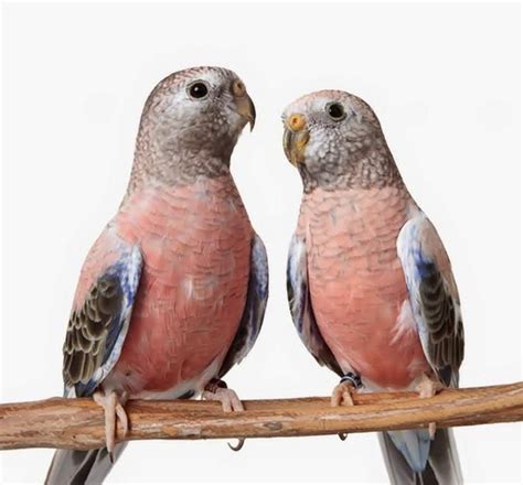 2 Bourkes Parakeets In Colorful Display