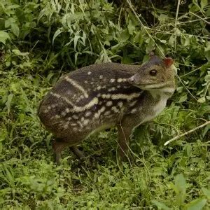 Indian Spotted Chevrotain - Facts, Diet, Habitat & Pictures on Animalia.bio