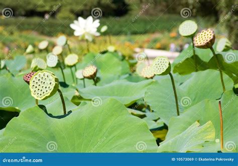 Lotus seed pods stock image. Image of beautiful, blossom - 10573069