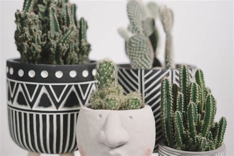 Dizem Que Estas Plantas Atraem Azar Para A Sua Casa