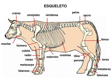 Ppt Vaca Bos Taurus Vaca Cattle Vache Vaca Powerpoint Presentation