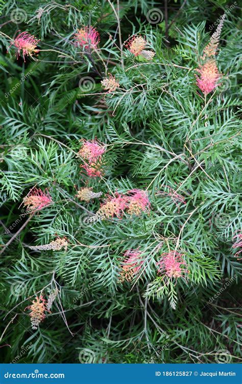 Pink And Yellow Grevillea Stock Image Image Of Outdoor 186125827