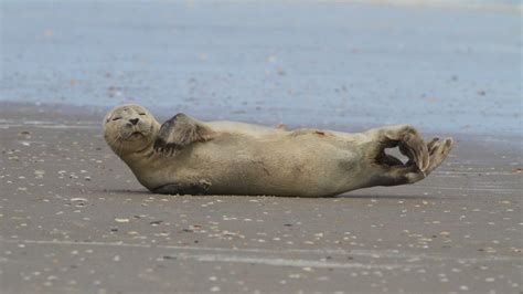 FWC biologists respond after rare harbor seal spotted on Florida beach ...