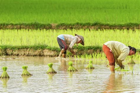 Workers Planting Rice Photograph By Kendrix Thomas Fine Art America