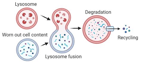 Lysosome Function Structure Diagram And Storage Diseases