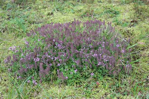 Thymus Serpyllum