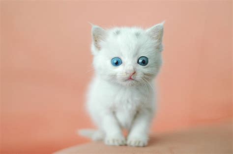 White kitten wallpaper | 600x398 | #84591