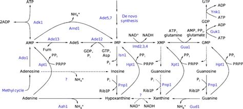 Schematic Representation Of Purine Salvage Pathway Reactions