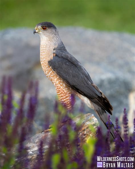Cooper's Hawk - Wildernessshots Photography