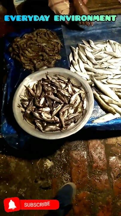 Fish Market Biggest Fish Market In Khulna Amazing Fish Market মাছ