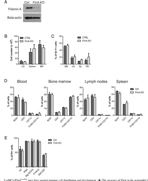 Figure From This Information Is Current As Neutrophil Extracellular