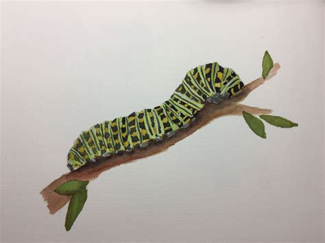 Caterpillar | Caterpillar art, Art inspiration painting, Butterfly ...