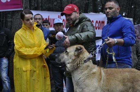 Turkish Boz Shepherd: The Ultimate Protector of Livestock Against Wolves and Bears