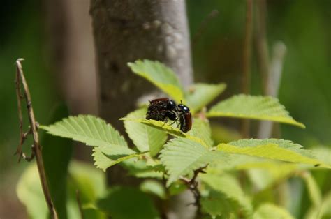 Free Images Tree Nature Branch Plant Leaf Flower Wildlife