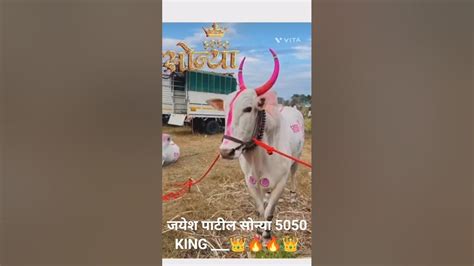 जयेश पाटील सोन्या 5050 King 👑🔥🔥👑 बैलगाडा सोन्या5050 🔥🔥 Youtube