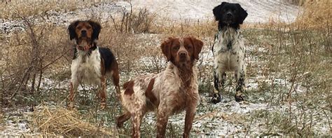 French Brittany Spaniel Hunting