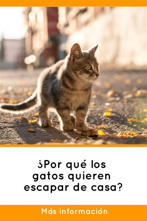 ¿por Qué Los Gatos Quieren Escapar De Casa Razas De Gatos Gatos