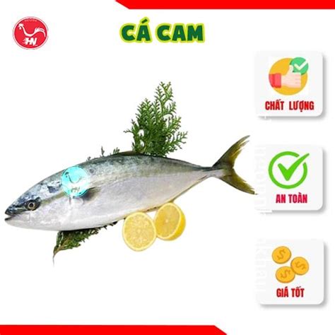 ca cam thit ngon nhap khau