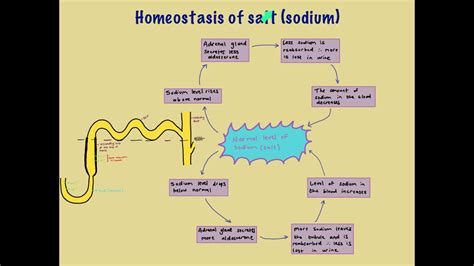 Homeostasis Of Salt Sodium With Aldosterone Youtube