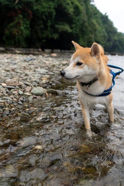 Shiba inu em uma trilha de caminhada Close up vista do cão bonito da