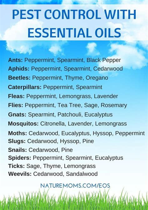 Use Essential Oils To Repel And Remove Pests Such As Bugs Insects And