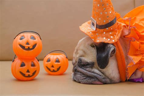 Pug Halloween Wallpapers - Top Free Pug Halloween Backgrounds ...