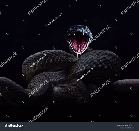 Black Viper Snake Wallpaper