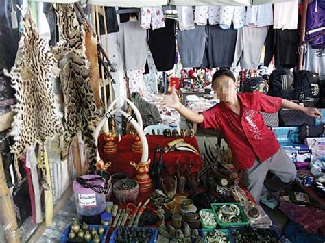 The Big Cat Trade In Myanmar And Thailand Wildlife Trade Report From