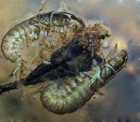 Caddis Nymph Photograph By Richard Majeau