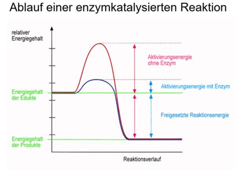 Struktur Und Funktion Von Enzymen Karteikarten Quizlet