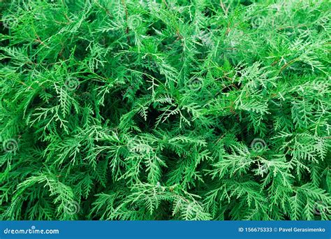 Branches Of Arborvitae Close Up Stock Image Image Of Conifer Fresh