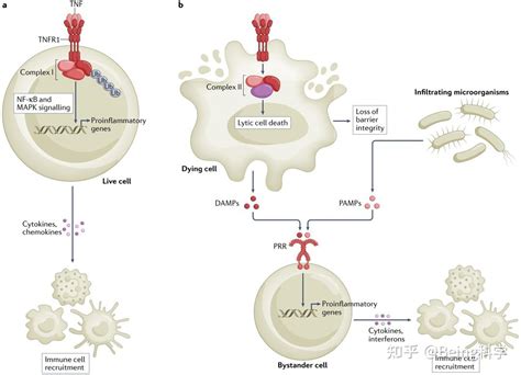 评论 抑制细胞死亡，抗肿瘤坏死因子（tnf）治疗新策略！ 知乎
