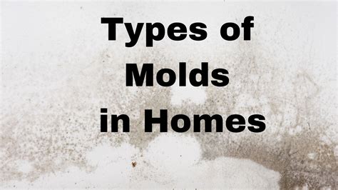 Understanding Different Types Of Mold Found In Your Home