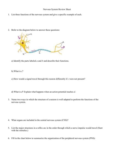 Anatomy And Physiology Of The Neuron Review Worksheet Answers Anatomy