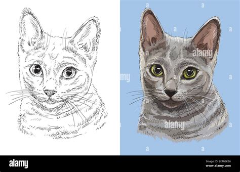 Cat show russian blue Stock Vector Images - Alamy