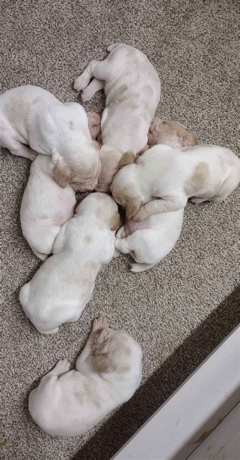 Bracco Italiano Puppies For Sale