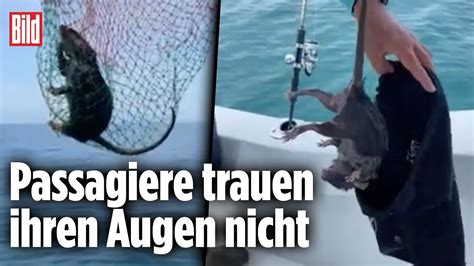 Riesen Schock Auf Dem Meer Aus Wasserratte Wird Landratte YouTube