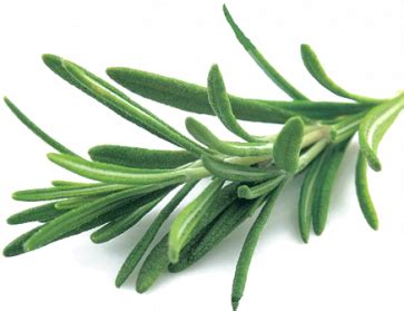 Rosemary Transparent Images